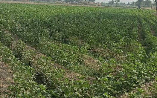 چالیس 40 ایکڑ زرعی رقبہ فار سیل