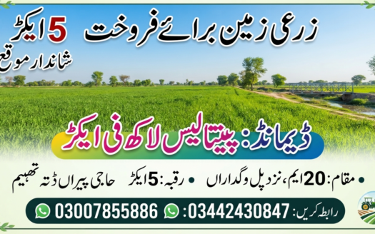 پانچ ایکڑ زرعی زمین برائے فروخت